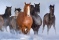 Schreibunterlage Mini 500 x 340 mm Poster Pad - Pferde im Schnee
